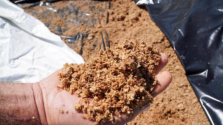 Biertreber ist für Milchkühe nicht nur ein Leckerbissen, sondern auch ein eiweißreiches Zusatzfutter. Foto: Adriane Lochner