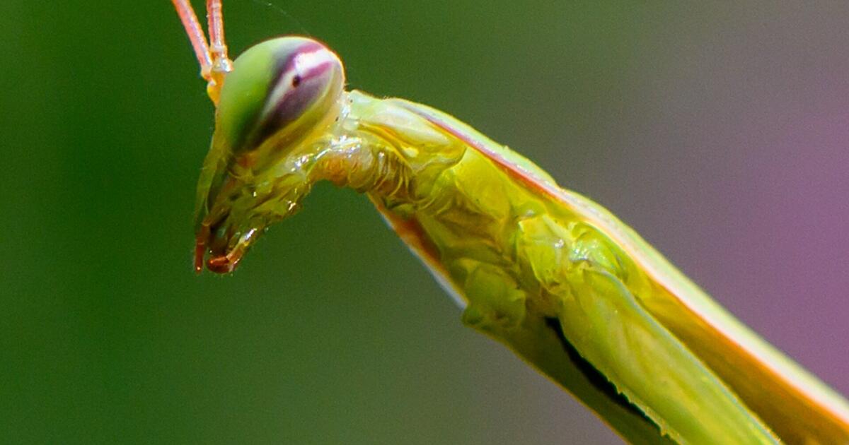 Rhön: Praying mantis sighted for the first time - | 'sexual ...
