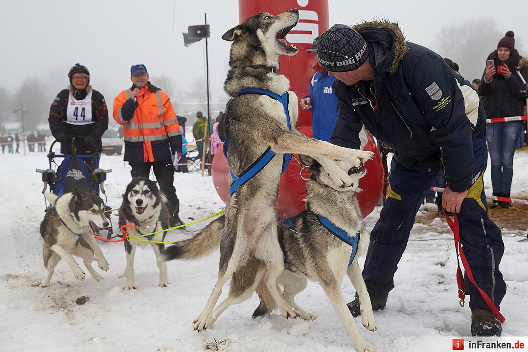 Schlittenhunderennen in Liebenscheid