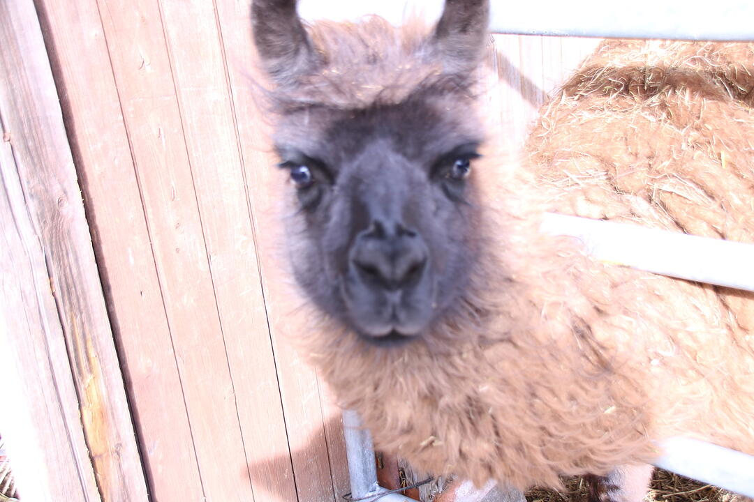Zu Besuch bei Lamas und Kamelen im Kreis Haßberge