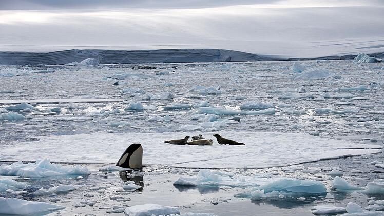Die Seeleoparden flüchten häufig auf Eisschollen, um sich vor dem Angriff von Killerwalen zu schützen.