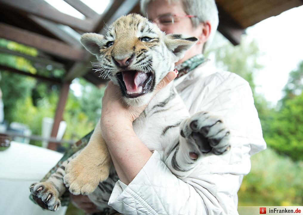Tigerbaby vor Tierarzt-Praxis ausgesetzt