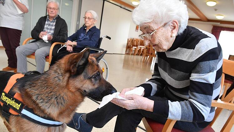 Therapiehund Aramis bei den Senioren im Kulmbacher WohnstiftFoto: Ronald Rinklef
