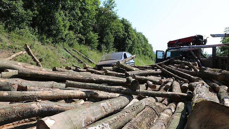 Überall Baumstämme Thomas Malz