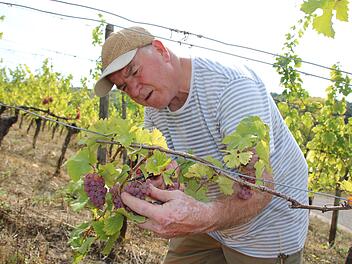 Für Klemens Rumpel, den langjährigen Kellermeister des Weinguts Lange, ist es heuer die 48. Weinlese als Winzer. Hier erntet er die Sorte "Perle".