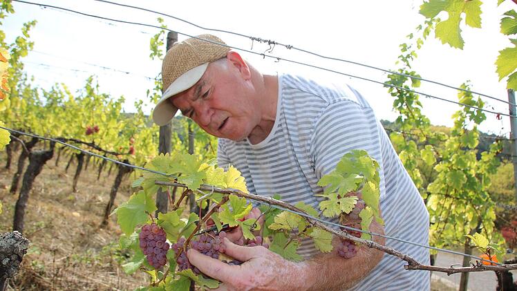 Für Klemens Rumpel, den langjährigen Kellermeister des Weinguts Lange, ist es heuer die 48. Weinlese als Winzer. Hier erntet er die Sorte "Perle".