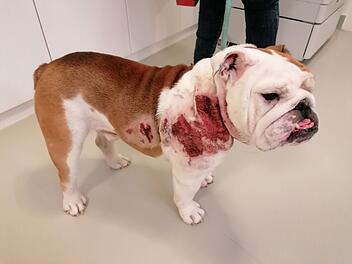 Tierheim Nürnberg: Blutiger Hund gefunden - "was ist ihm passiert?"