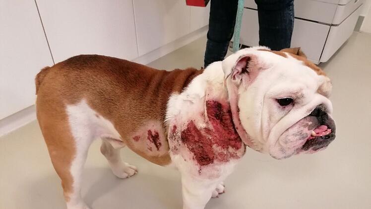 Tierheim Nürnberg: Schrecklicher Tierfund am Fuchsloch - "Alles voller Eiter"