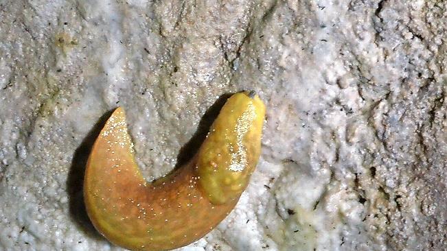 An der Wand im nassen Keller in Ketschendorf fanden die Biologen einen der Bierschnegel, die dort in größerer Zahl leben.