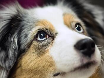 Auch "Diva" nahm am Hundecasting teil. Foto: Nicolas Armer, dpa