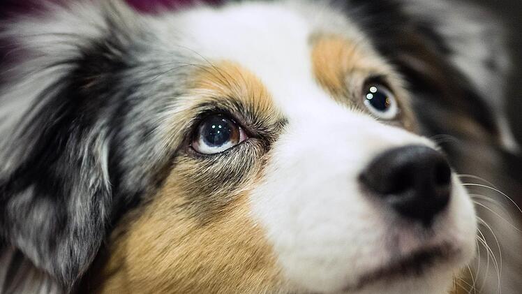 Auch "Diva" nahm am Hundecasting teil. Foto: Nicolas Armer, dpa