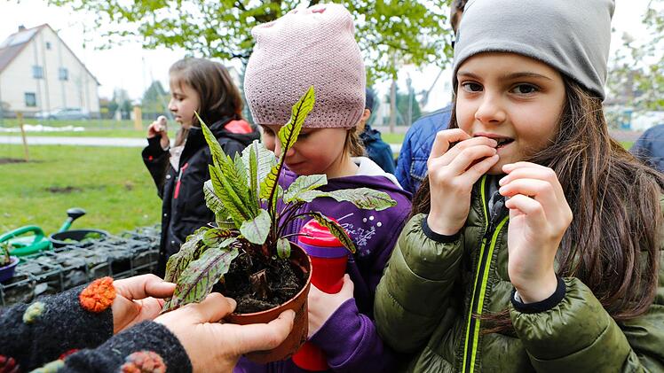 Impressionen vom Pflanztag an der Theodor-Heublein-Schule Foto: Matthias Hoch