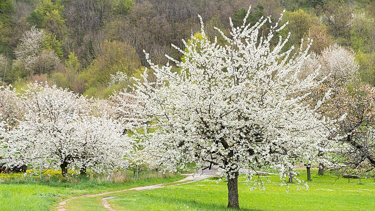Ausflugstipp: Kirschblüte in der Fränkischen Schweiz