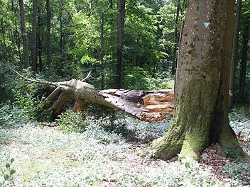 Eine großer Teil der Dicken Buche im Sulzthaler Gemeindewald ist bei einem Sturm ausgebrochen, der Rest des 1,20 Meter dicken und 180 Jahre alten Baumes steht noch (rechts). Fotos: Ralf Ruppert