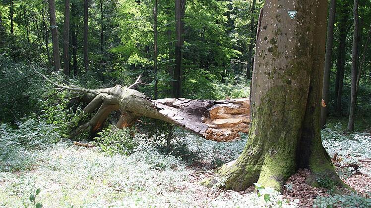 Eine großer Teil der Dicken Buche im Sulzthaler Gemeindewald ist bei einem Sturm ausgebrochen, der Rest des 1,20 Meter dicken und 180 Jahre alten Baumes steht noch (rechts). Fotos: Ralf Ruppert