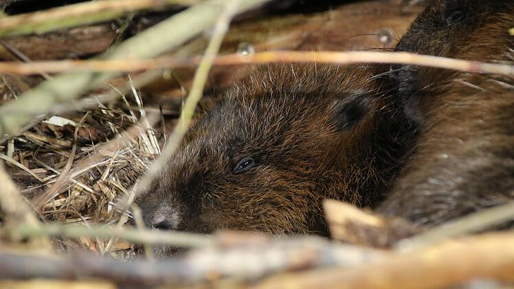 Bisher haben sich die Biber immer versteckt. Doch nun sind sie auch für die Besucher sichtbar. Foto: Kathrin Kupka-Hahn