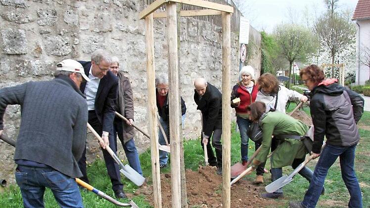 Eine von drei Kugelkirschen, die in der Tuchmachergasse gepflanzt wurden .  Foto: Richard Sänger