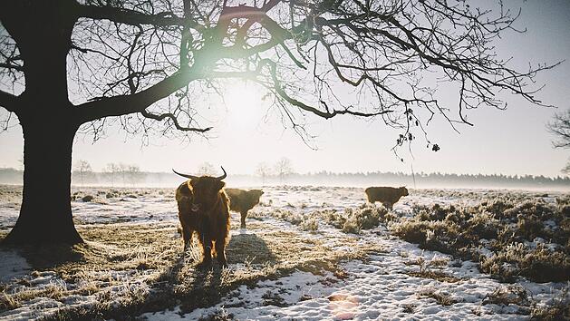 Kippt der Warm-Winter? Experte mit Prognose bis kurz vor Weihnachten