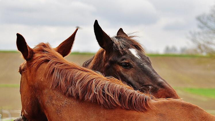 Symbolbild: Pferde