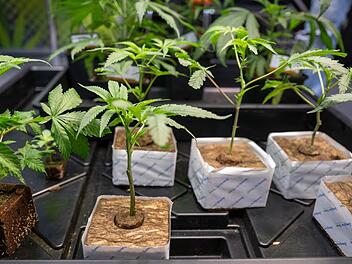 NRW erlaubt bis zu 3000 Cannabis-Clubs NRW erlaubt bis zu 3000 Cannabis-Clubs