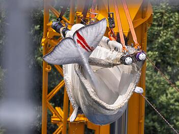 Transport von Beluga-Walen