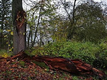 Eine alte Linde im Hindenburgpark hat diesen Ast verloren, weil er morsch war.Heike Beudert