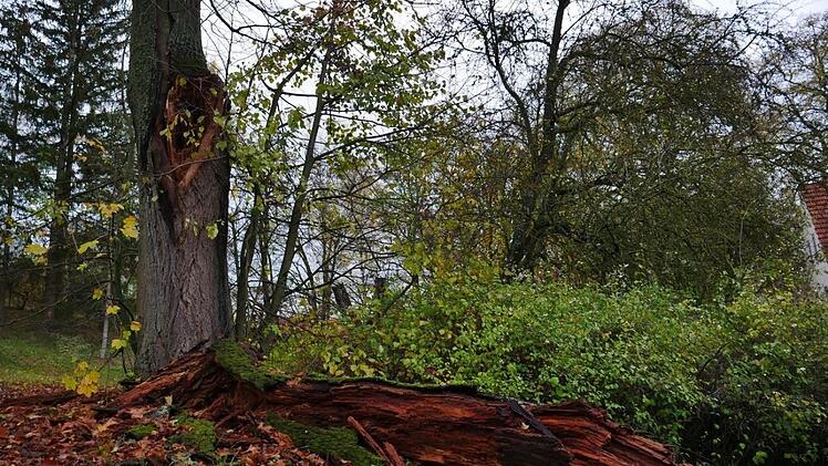 Eine alte Linde im Hindenburgpark hat diesen Ast verloren, weil er morsch war.Heike Beudert