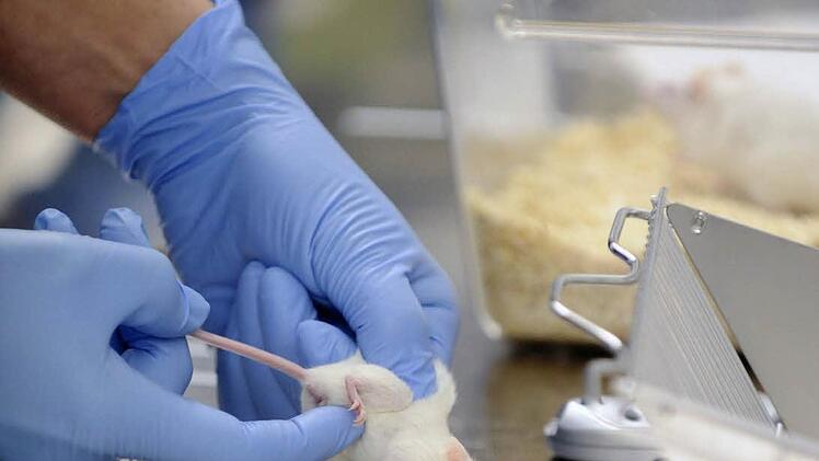 Folgen Tests mit Mäusen? Foto: dpa