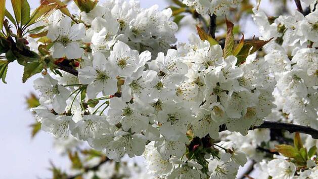 Die Blüten des Kirschbaums - teilweise sind sie in den Frostnächten sogar erfroren.Foto: Uwe Zucchi dpa/lhe