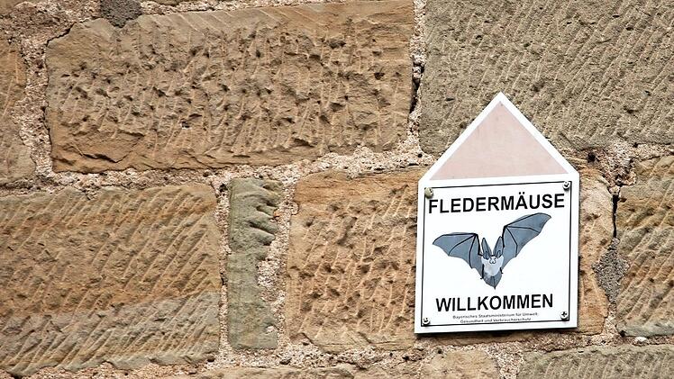 Im Dachstuhl der Grundschule Zeil hat sich eine Kolonie Großer Mausohren angesiedelt. Die Tiere sind hier gern gesehen. Foto: Andreas Lösch