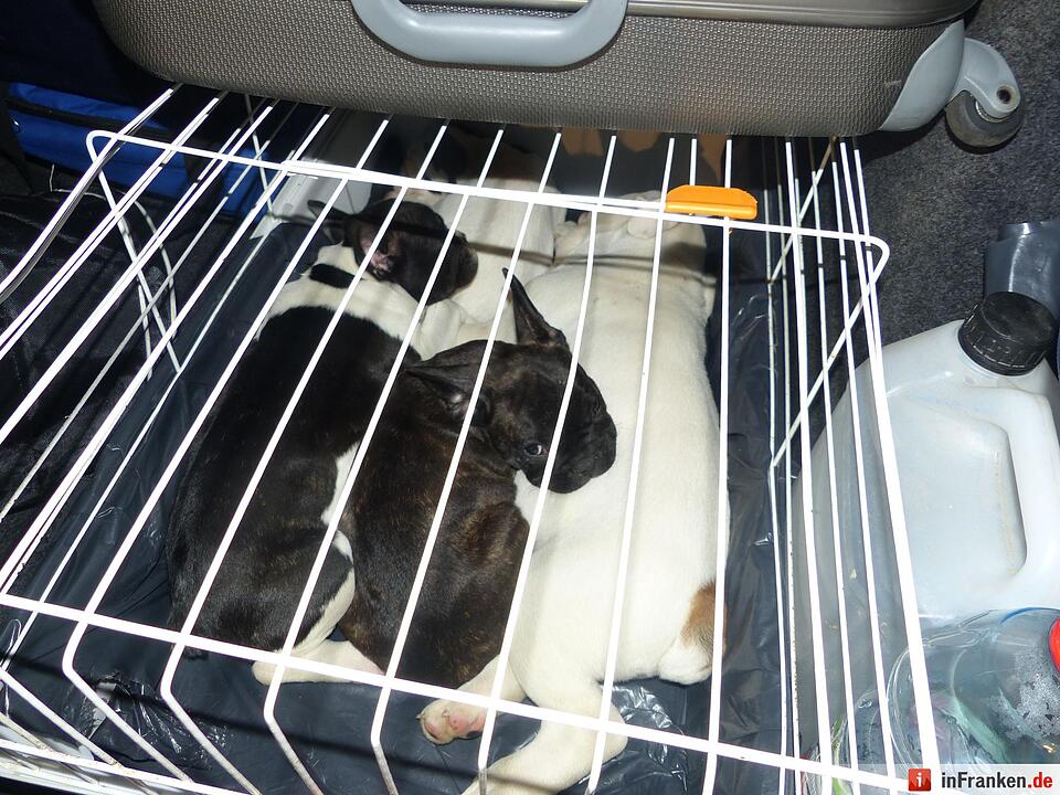 Polizei rettet Hundewelpen bei Erlangen