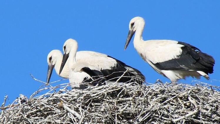 Drei Wochen liegen zwischen  beiden Fotos - die Jungstörche in Melkendorf  sind enorm gewachsen; Nummer  vier   versteckt sich im Nest, und die Altvögel sind unterwegs auf Futtersuche. Foto: Stephan Tiroch