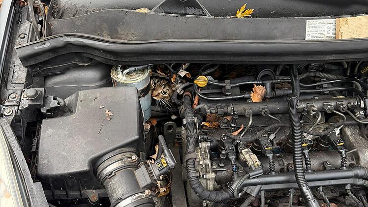 Katze aus Motorraum befreit