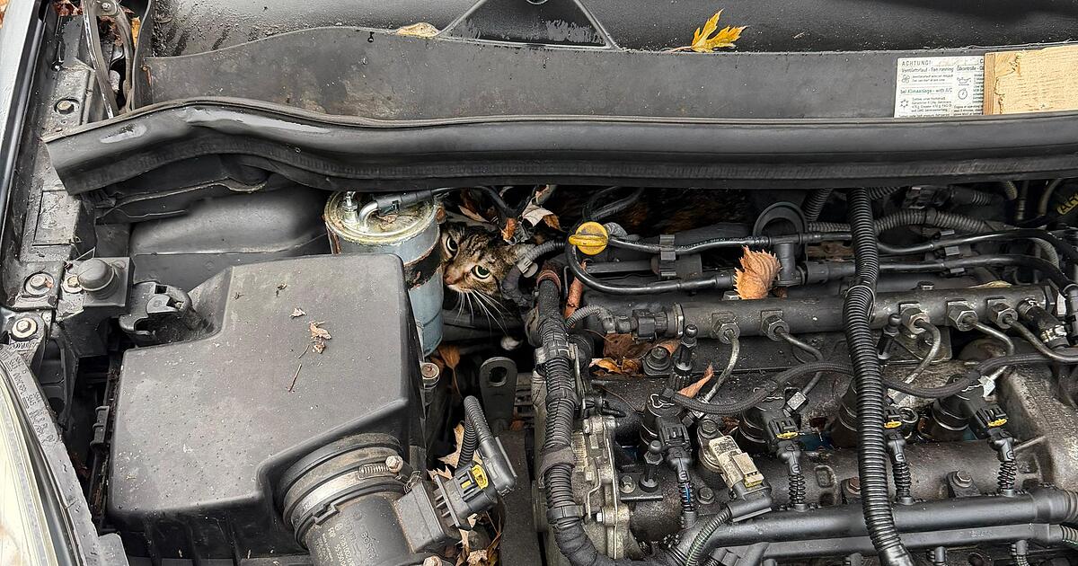 Feuerwehr-rettet-im-Motorraum-eingeklemmte-Katze