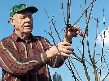 Hans Vetter ist Ehrenmitglied im Obst- und Gartenbauverein Windheim und Experte, wenn es um Baumschnitt geht.  Foto: Gerd Fleischmann