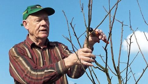 Hans Vetter ist Ehrenmitglied im Obst- und Gartenbauverein Windheim und Experte, wenn es um Baumschnitt geht.  Foto: Gerd Fleischmann