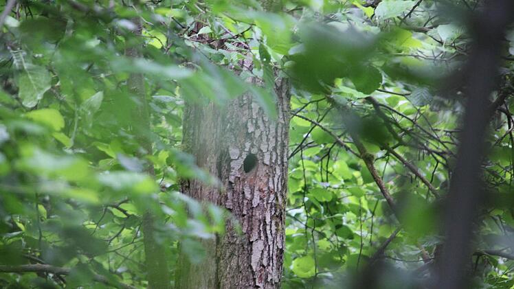 Das Spechtloch befindet sich in zweieinhalb Metern Höhe.  Foto: Friedwald Schedel