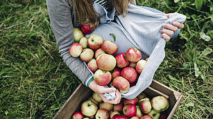 Young woman collecting apples in the fall