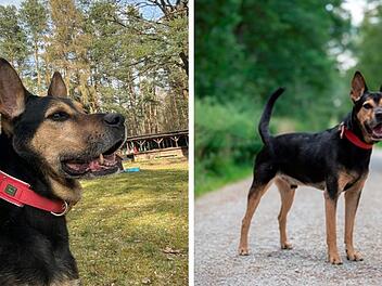 Tierheim Nürnberg: Hund Hercules zum dritten Mal abgeschoben - "er weint viel"