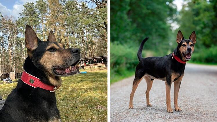 Tierheim Nürnberg: Hund Hercules zum dritten Mal abgeschoben - "er weint viel"
