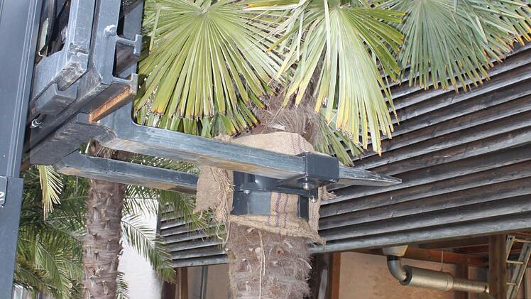 Die Greifer umfassen den Stamm der Palme.  Foto: Mäuser