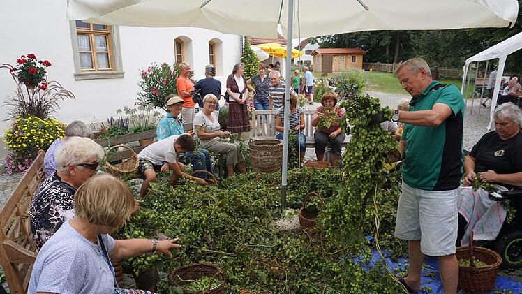 Die Helfer haben die meterlangen Stängel des Hopfens zunächst  zerkleinert und dann die Dolden abgezupft.  Tina Meier