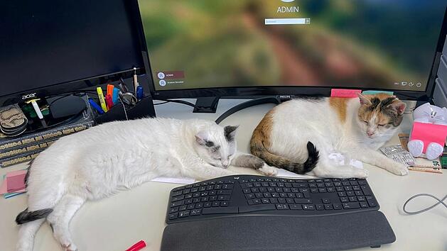 Tierheim Hof vermittelt Katzen in Großraumbüro