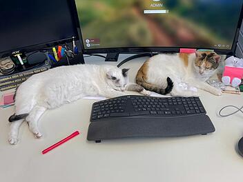 Tierheim Hof vermittelt Katzen in Gro&szlig;raumb&uuml;ro