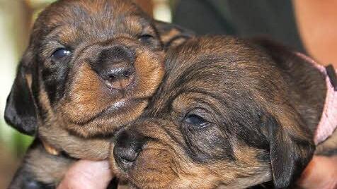 Die beiden Mädchen Emma und Eule sind vom Besuch der Redakteurin sichtlich geschlaucht. Sie haben bereits neue Besitzer.