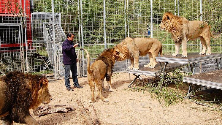 Die Löwen des italienischen Dompteurs Francisco Hernandez sind die Hauptattraktion.  Foto: Sigismund von Dobschütz