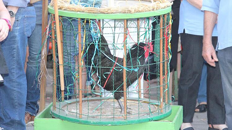 Hahn Heinrich VIII. beobachtete das Spektakel aus dem Käfig heraus. Er war der Erstzhahn - sein Vorgänger war "vom Fuchs abgeholt" worden, wie Edelgard Koch dem Publikum erzählte. Foto: Sebastian Martin