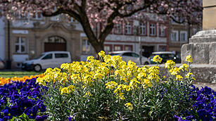 Bamberg im Frühling.