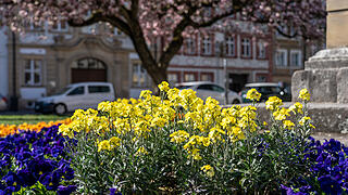 Bamberg im Frühling.