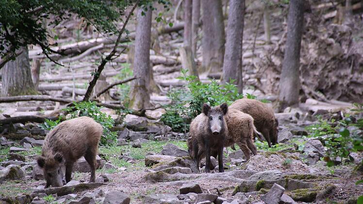 Schon jugendlich: Die Wildschweine Foto: Teresa Hirschberg
